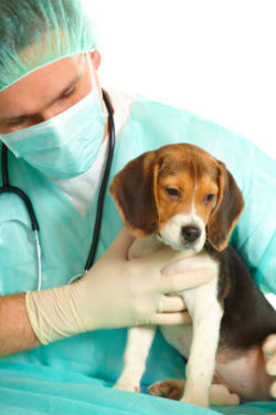 Veterinarian surgeon doctor making a checkup of a begle puppy dog